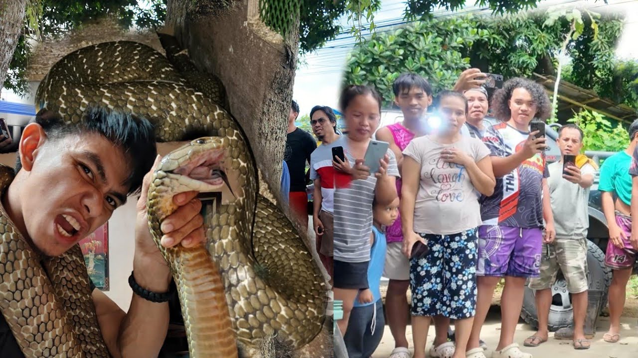 MAMAW SA LAKI NG KING COBRA SA TAGKAWAYAN QUEZON  P*TAY SA T*KLAW