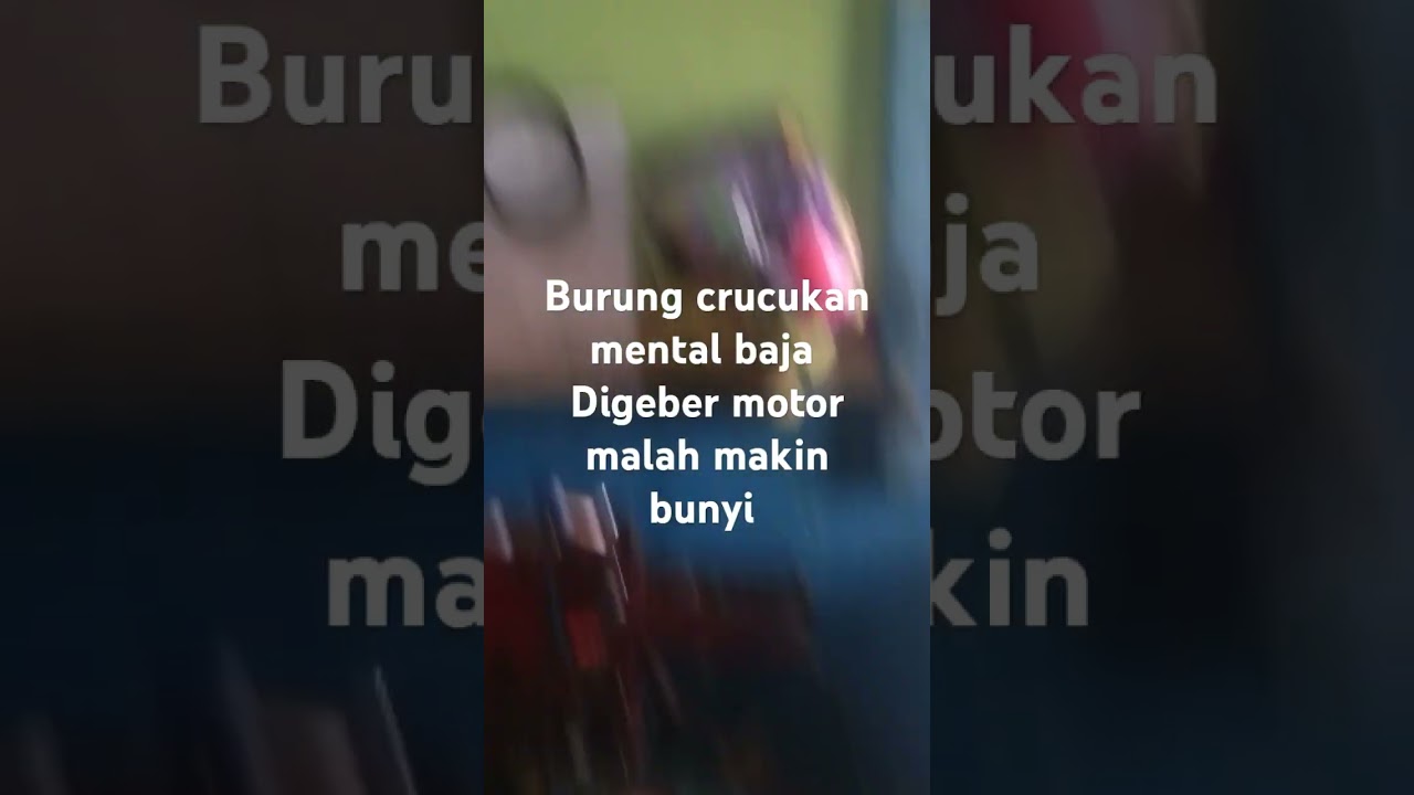 Crucukan hebat#crucukan