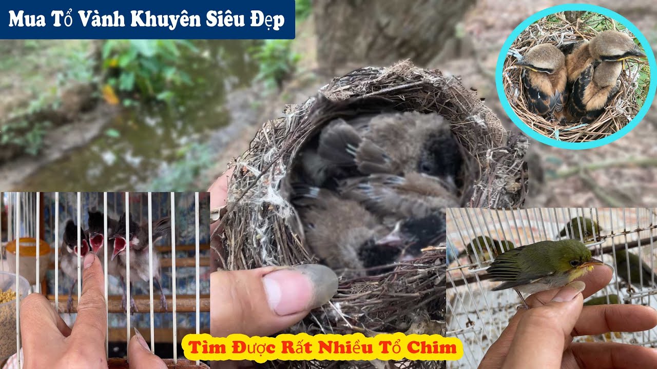 Đi Mua Tổ Chim Vành Khuyên 4Con Và Đi Tìm Được Rất Nhiều Tổ Chim Giữa Vụ // Chiến Ơi