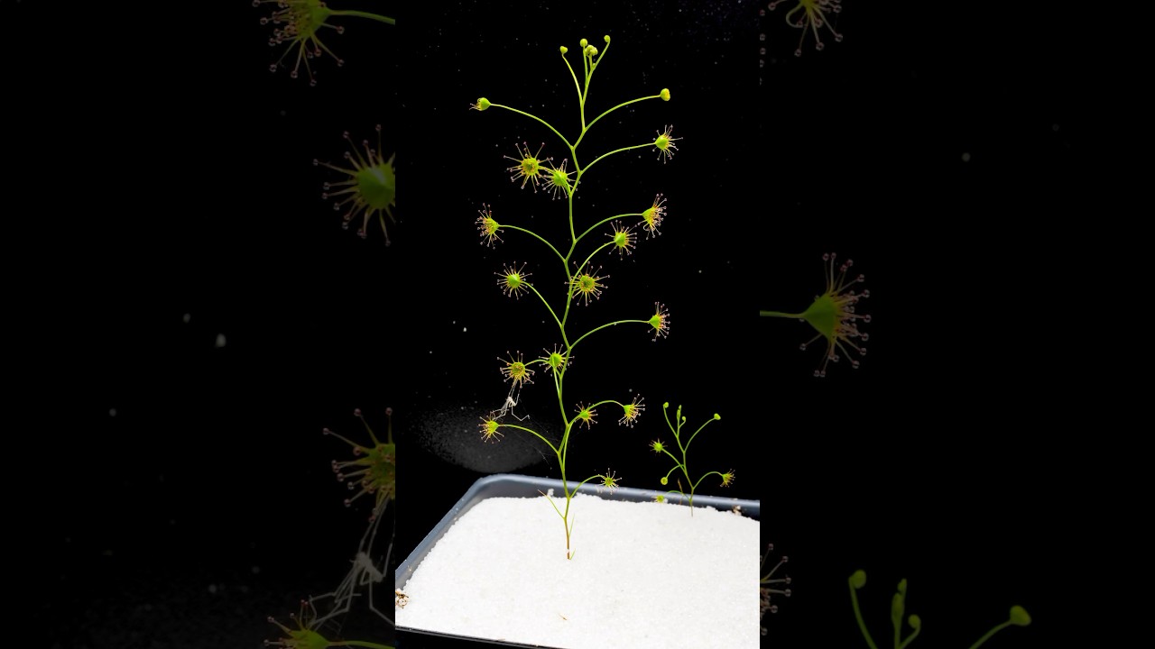 Deadly tentacles ready to feed #carnivorousplants #plants #drosera #sundew #timelapse