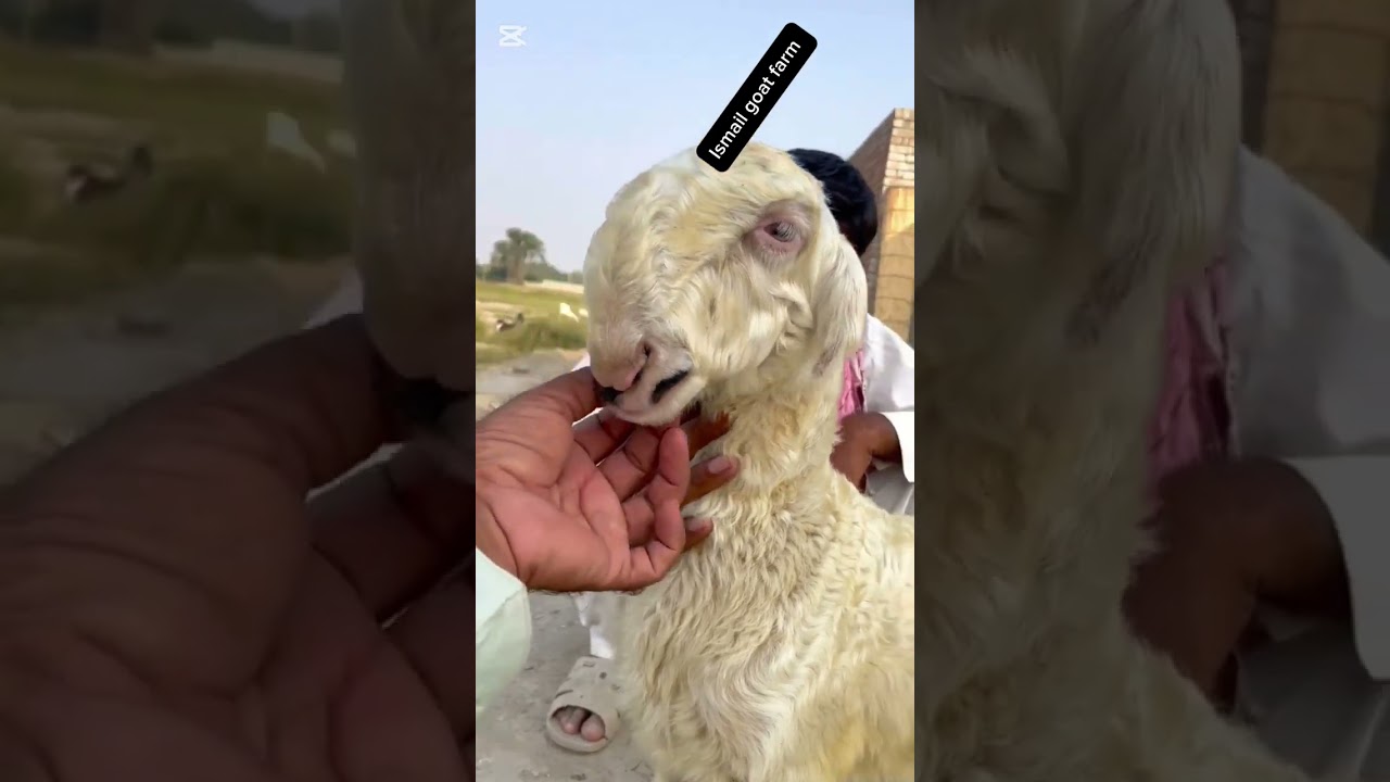 top quality mundra sheep on Ismail goat farm #goat_farming_in_pakistan #livestockfarming #mundra