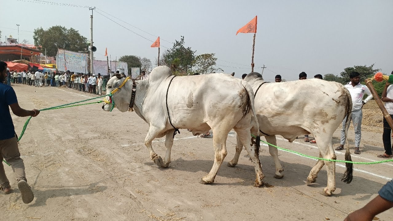 రామగిరి సేద్యపు ఎద్దుల విభాగం బండలాగుడు పోటీల 2వ జత భీమయ్య పుల్జాల