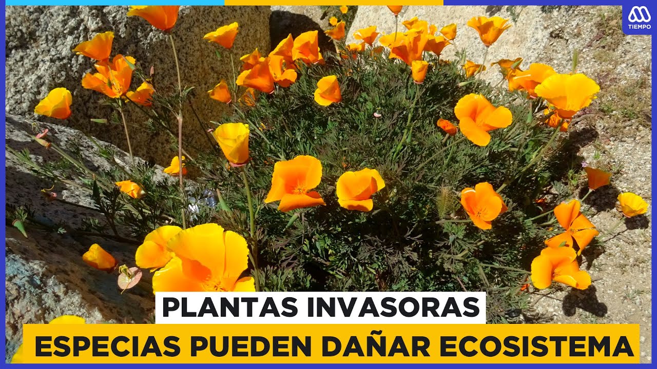 Plantas invasoras en Chile: Especias exóticas pueden dañar el ecosistema