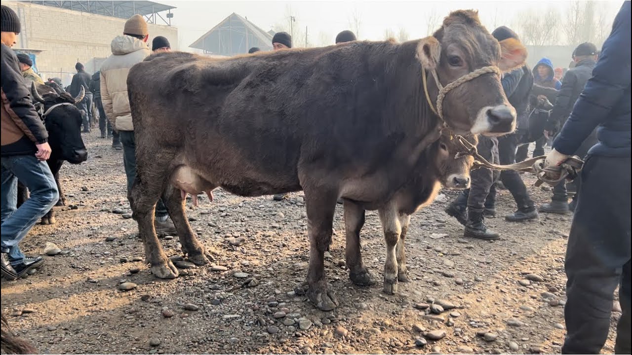 Baliqchi chorva mol bozori Ona bola sigirlar narxlari 