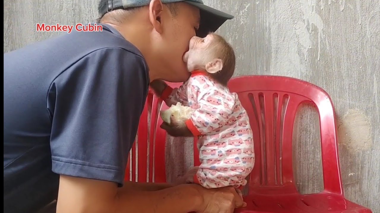Is This Even a Monkey? Cubin Acts Exactly Like a Human Baby with His Dad 😲🐵👶