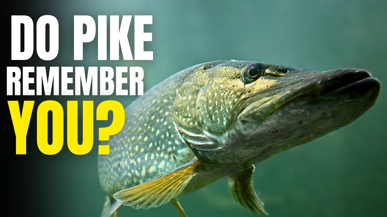 Do Pike Learn From Being Caught? | Pike Biology Explained Ep.5