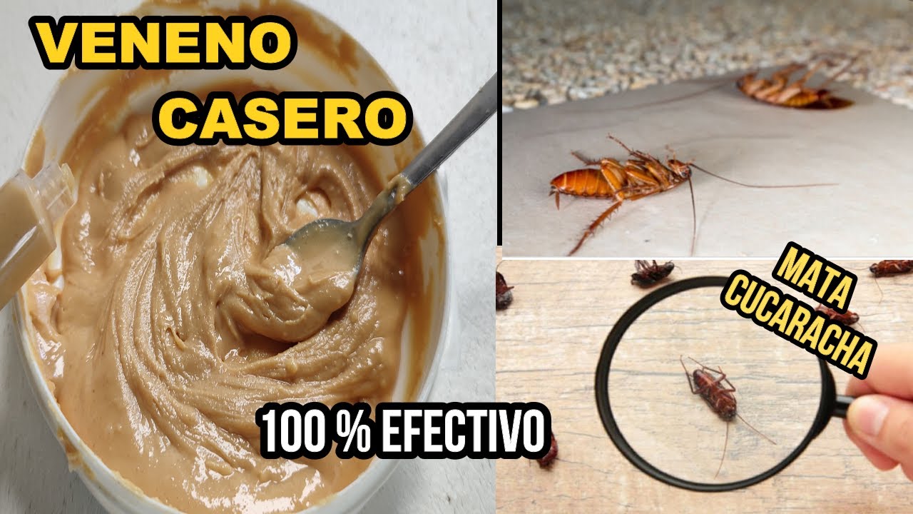 6 Formas naturales de DESHACERSE de las CUCARACHAS permanentemente y PARA SIEMPRE // casero barato .