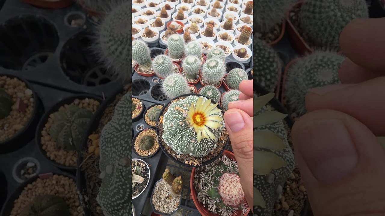 精华:99％你不知道的自花授粉和异花授粉