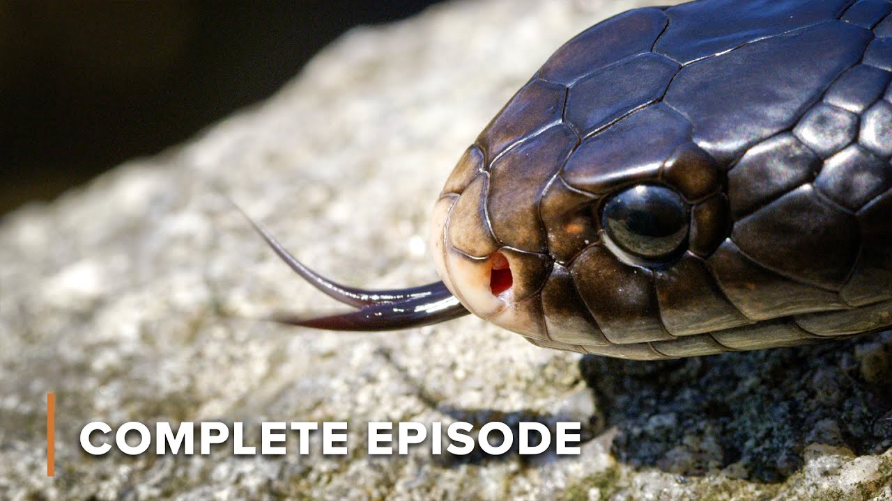 Lethal Predators Wait to Ambush Prey | Deadly Australians 101+102