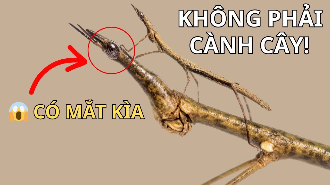 Bọ que – Khi cành cây… biết bò! Khám Phá Thế Giới Động Vật | Bách Khoa Động Vật