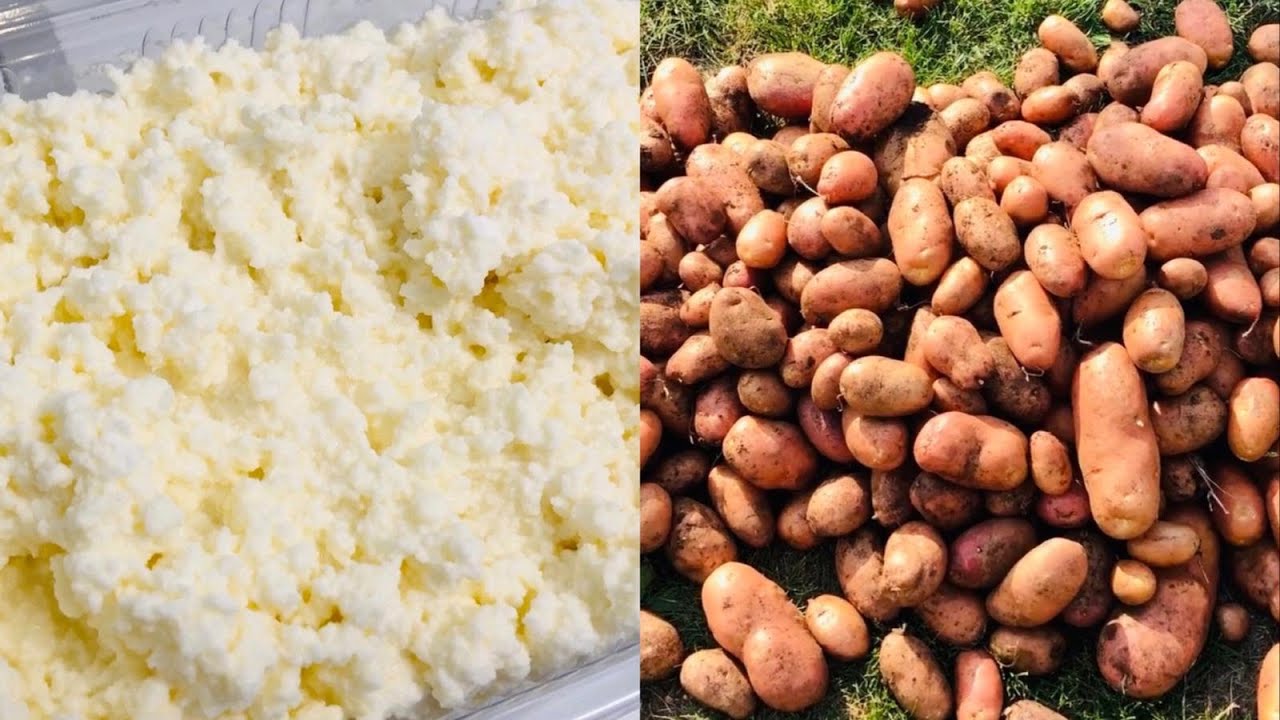 TJEDNI VLOG - IZDRADA DOMACEG SIRA I KISELOG MLIJEKA, KOPANJE KROMPIRA IZ VRTA