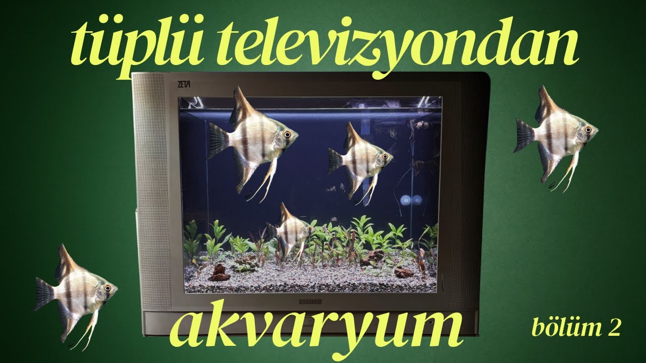 Televizyon akvaryuma balık ekledik! part 2