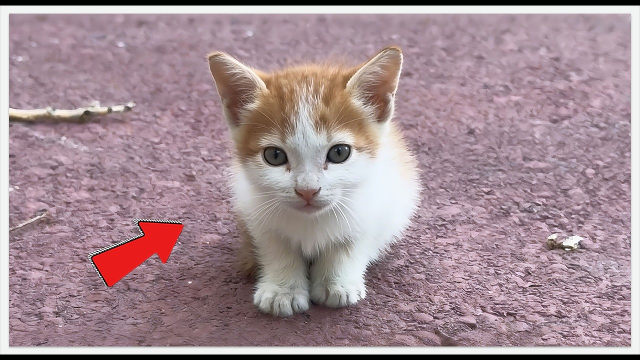 I Tried to Save a Kitten. My First Mistake Almost Cost Its Life 😨#rescue #rescueefforts #cat