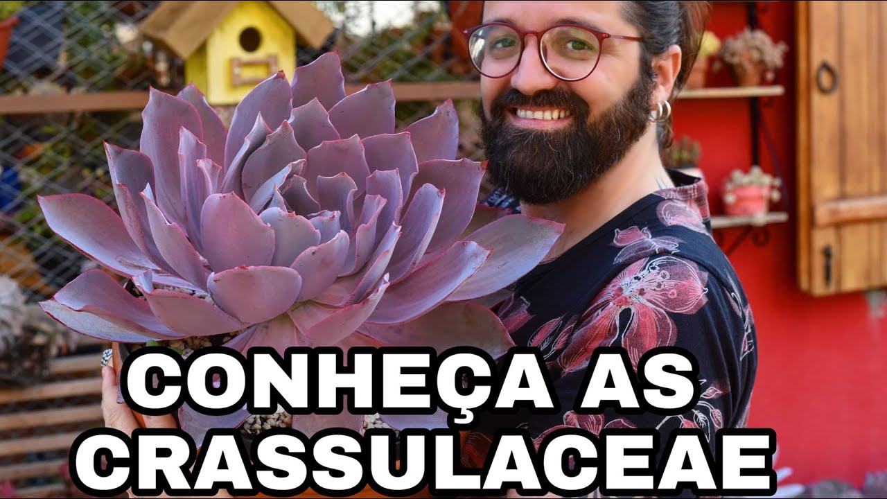 SUCULENTAS e suas FAMÍLIAS - CRASSULACEAE - Echeveria , Kalanchoe e muitas outras