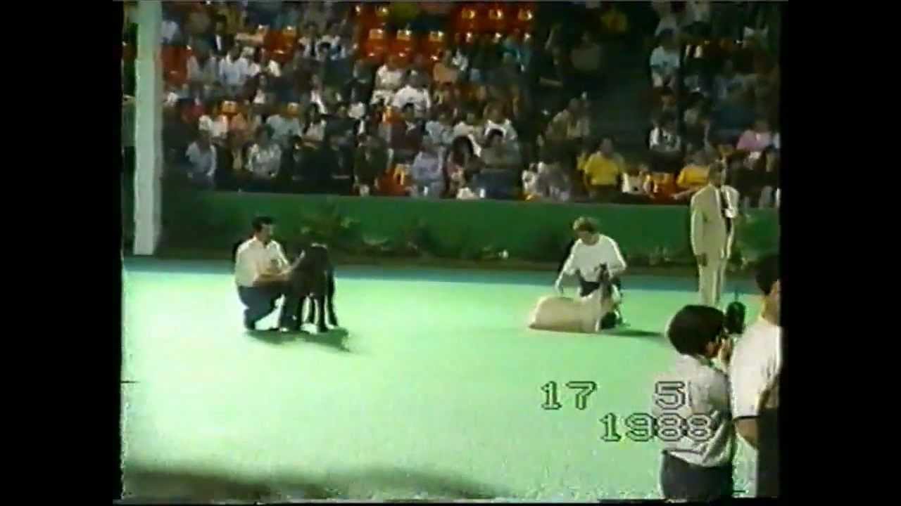 CALIGOLA DI PONZANO MONDIALE VALENCIA 1992