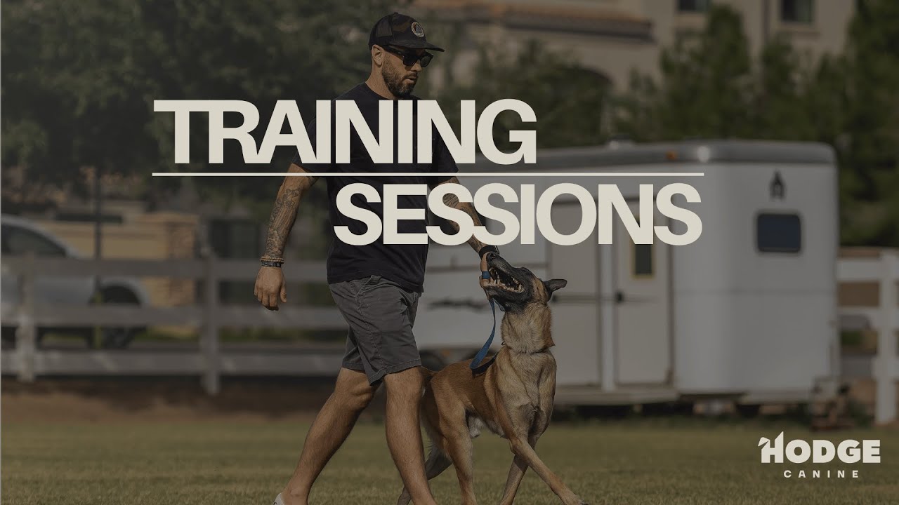 Loki | Training Sessions - Kid Distractions