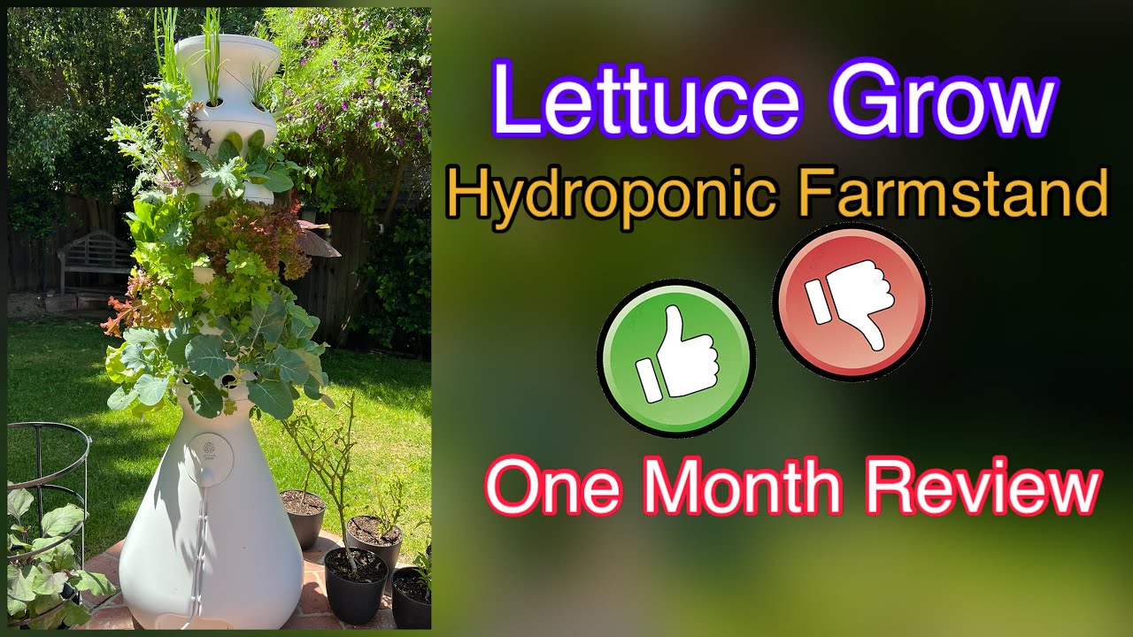 Lettuce Grow Farmstand Review | Hydroponic Farming | No Soil Cultivation