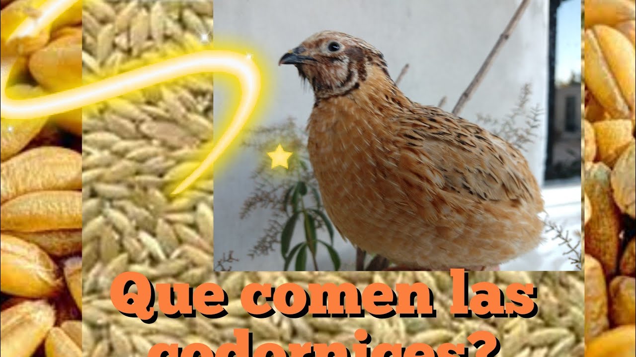 Alimentos que puedes dar a tus codornices.