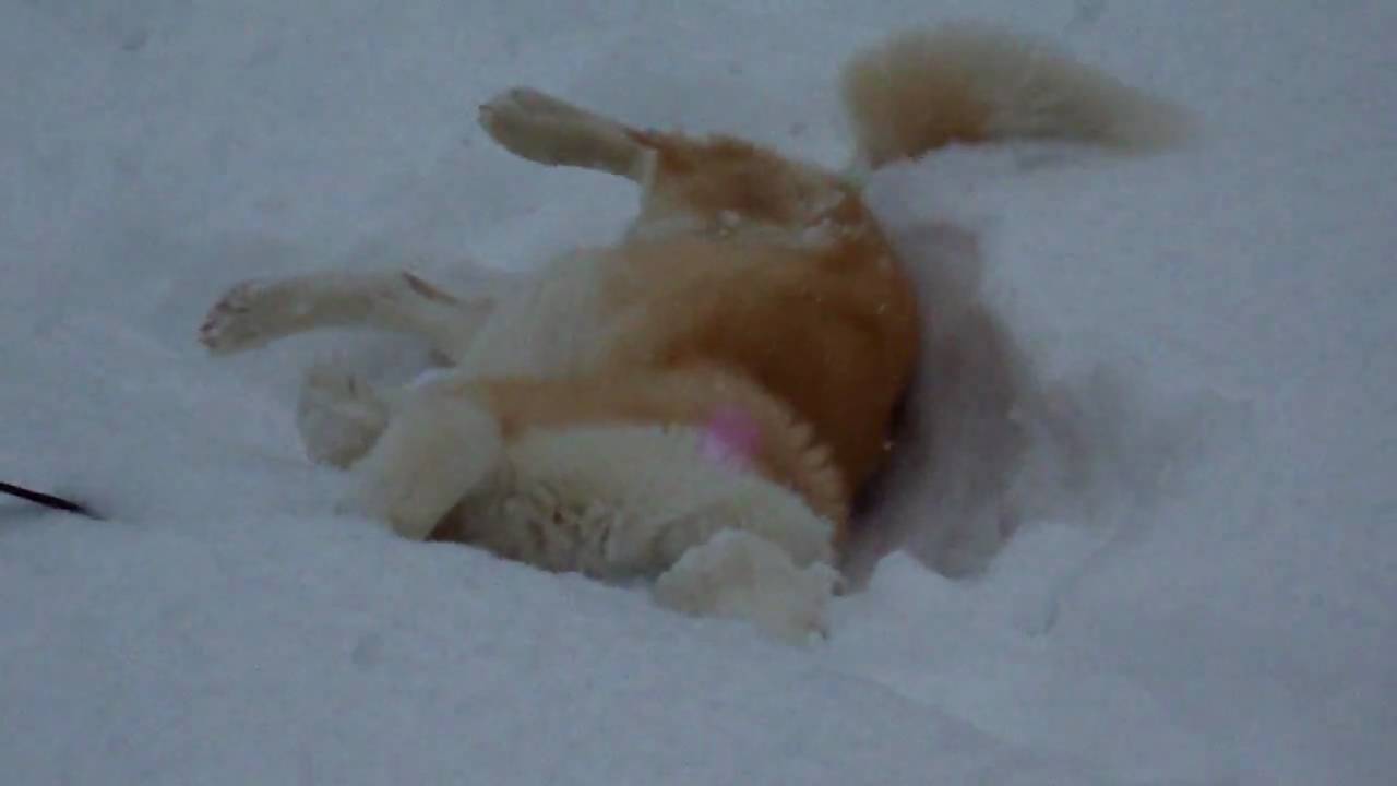 Nikko the Sunshine Dog enjoying a cold, sub-zero walk.