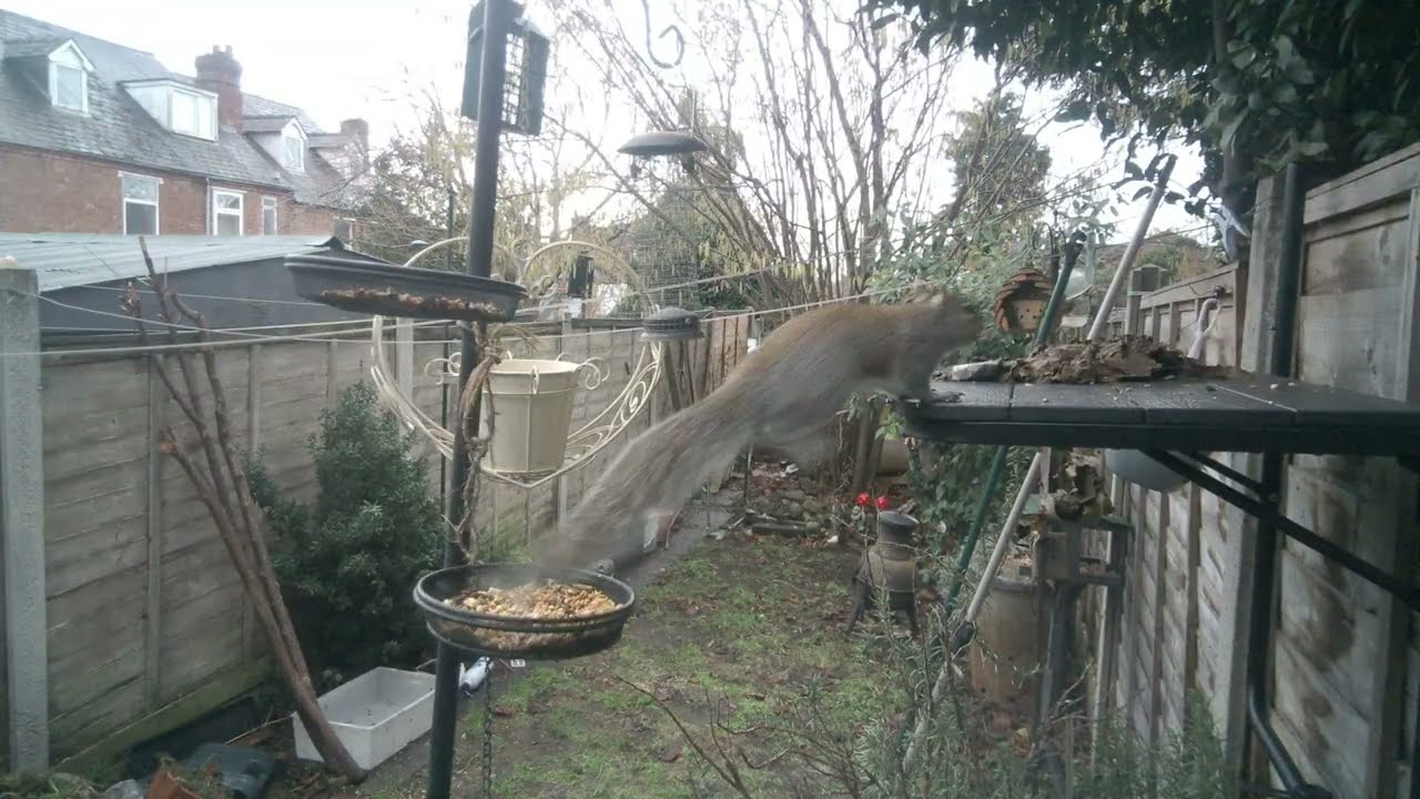Live from the Urban Garden
