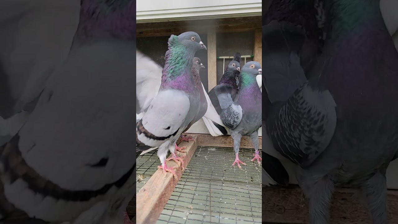 Amazing Serbian Highflyers | Racing Pigeon | Homer | Kabutar