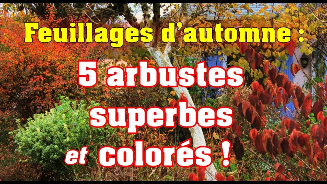Couleurs automne : 5 superbes arbustes &agrave; planter !