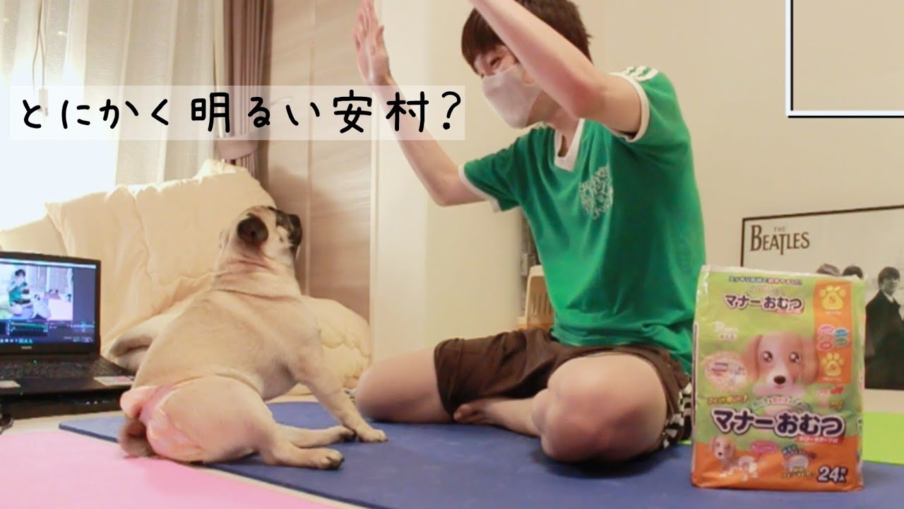 【むちむちパグ】お尻がデカすぎてオムツから肉がハミ出るんだがWWWWWWWW
