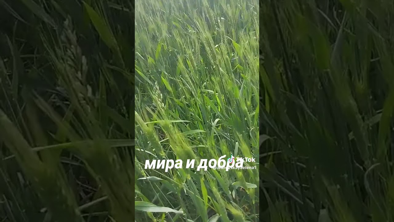Romas - Я презираю ту страну