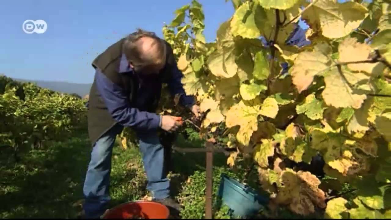 Alemania, tierra de vinos (02): Las cepas más antiguas | Euromaxx