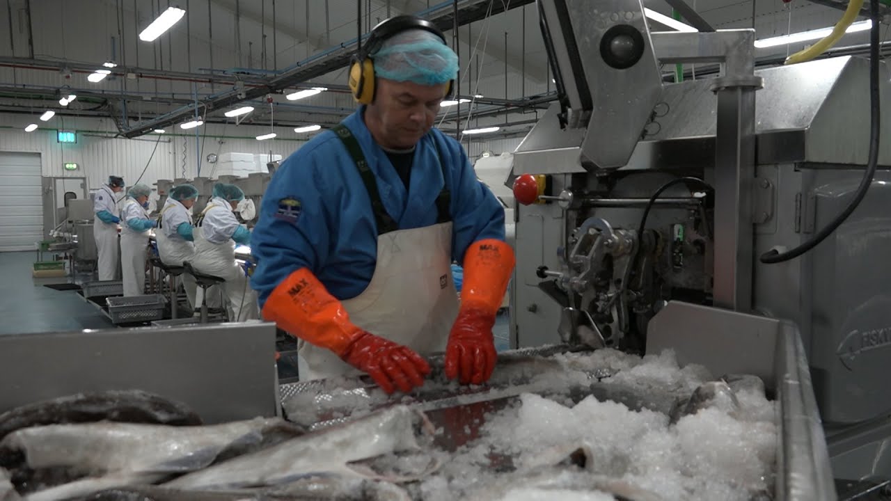 N&yacute;-fiskur Sandger&eth;i