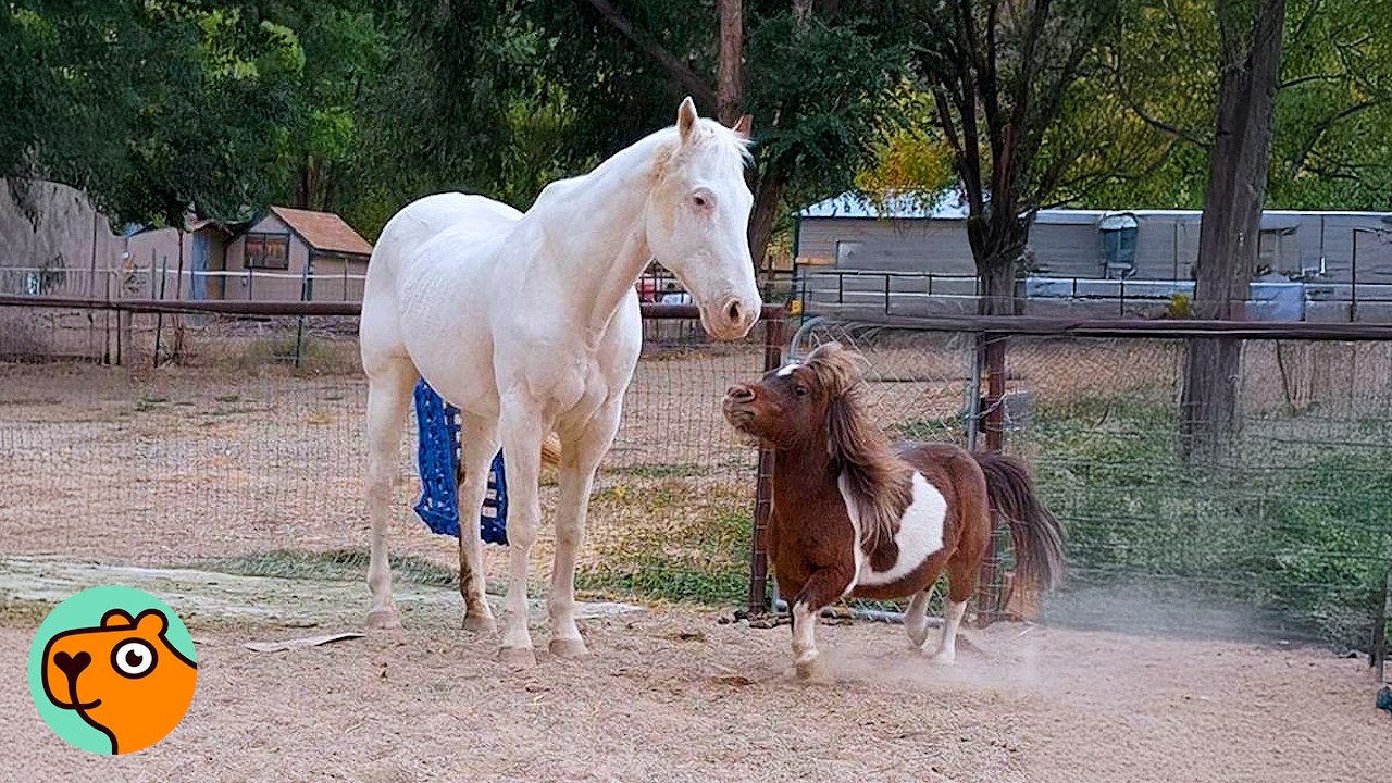Lonely Mini Horse Bosses Gentle Giant Horse Around | Cuddle Buddies