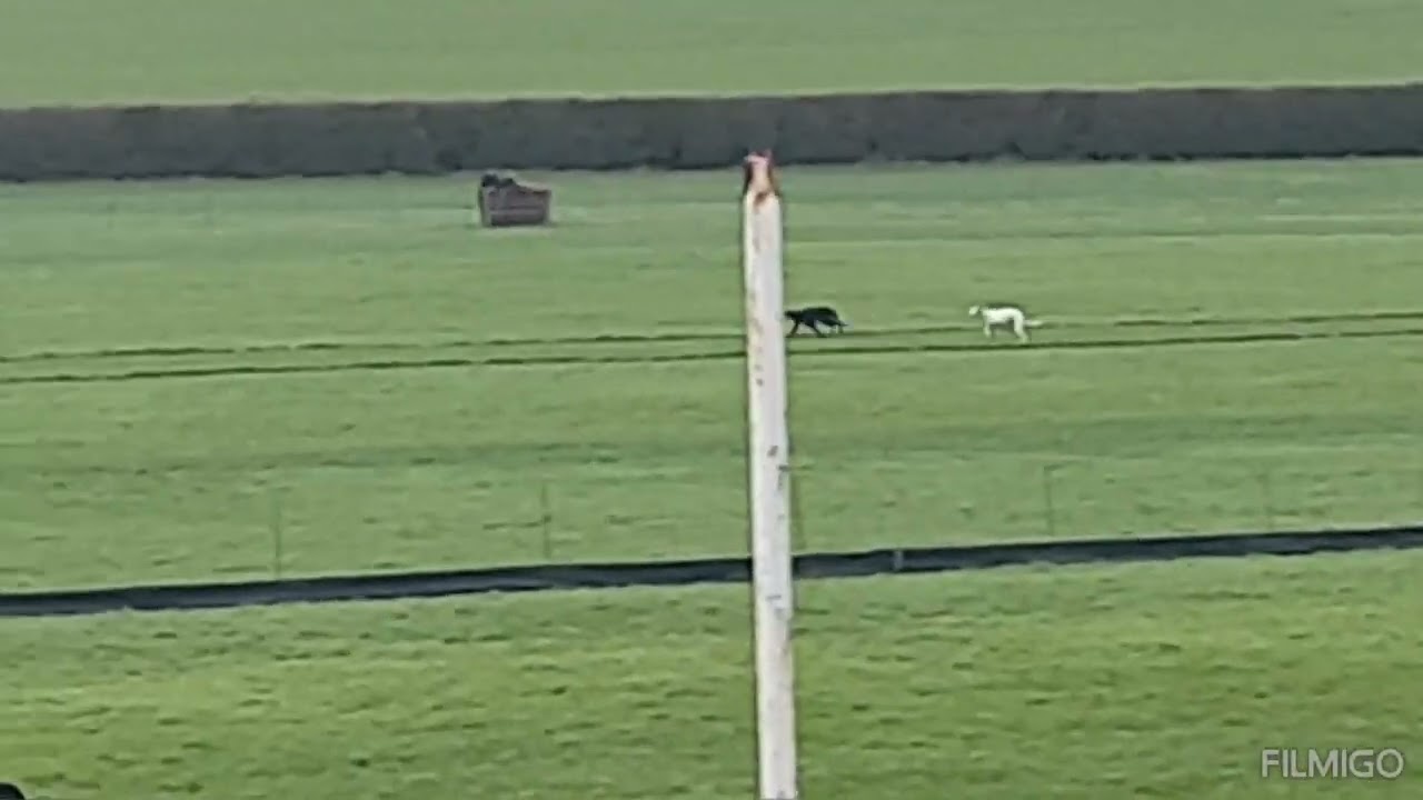 The legendary Newry  greyhound trainer Brendan Matthews with a Clonmel coursing treble 2025.