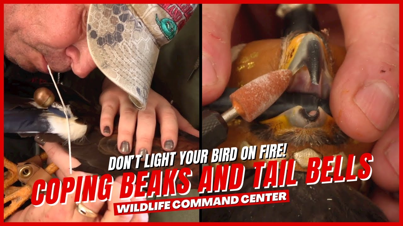 Attaching A Tail Bell and Coping a Beak | Wildlife Command Center
