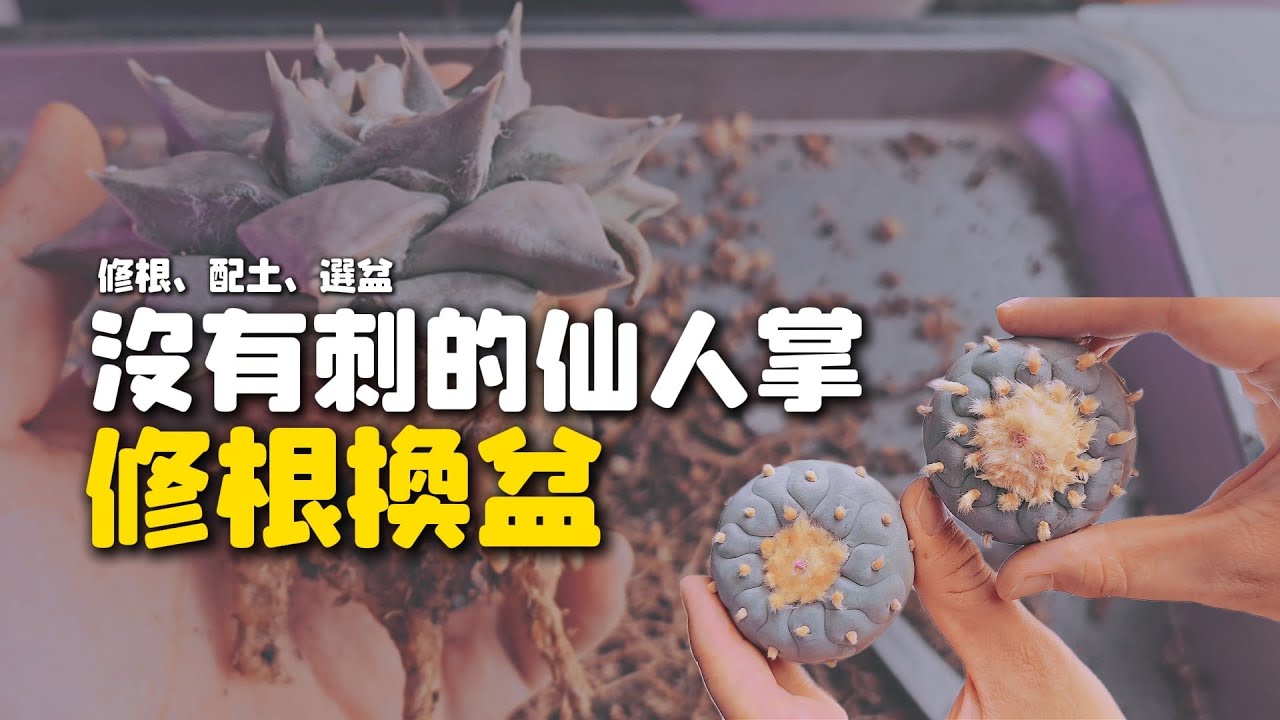 這是沒有刺的仙人掌喔！刷毛真的超級療癒...修根換盆只是順便🤣 銀冠玉｜花牡丹｜翠冠玉｜A&Y｜Laphopho fricii｜Ariocarpus furfuraceus