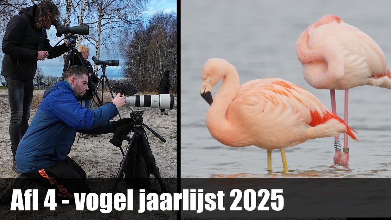 Flamingo's, een Dwergaalscholver en nog meer Zeldzame vogels