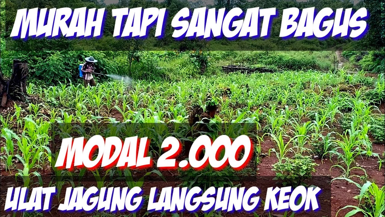 3 menit ulat langsung KO, sangat ampuh mengatasi ulat jagung