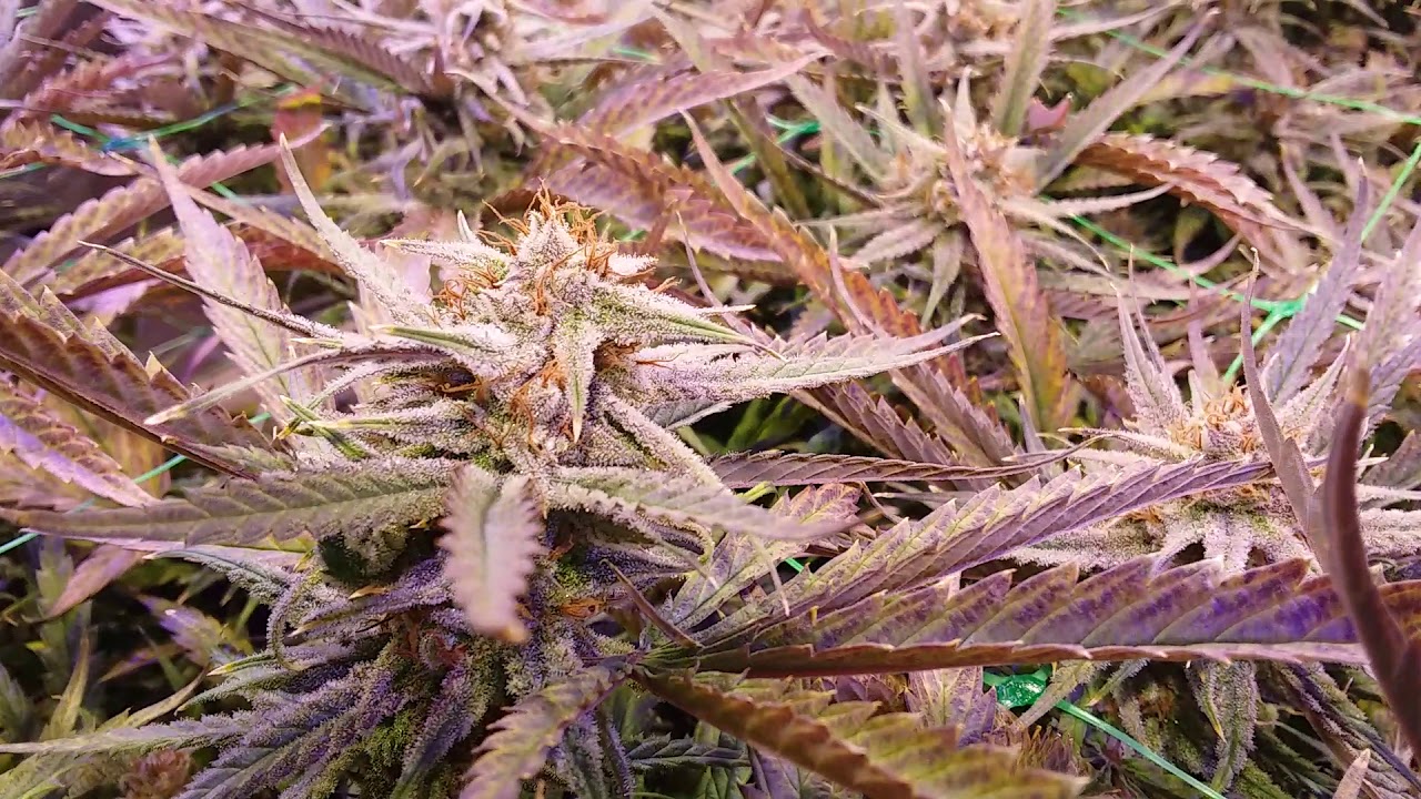Flowering OG Reek'n, day 26