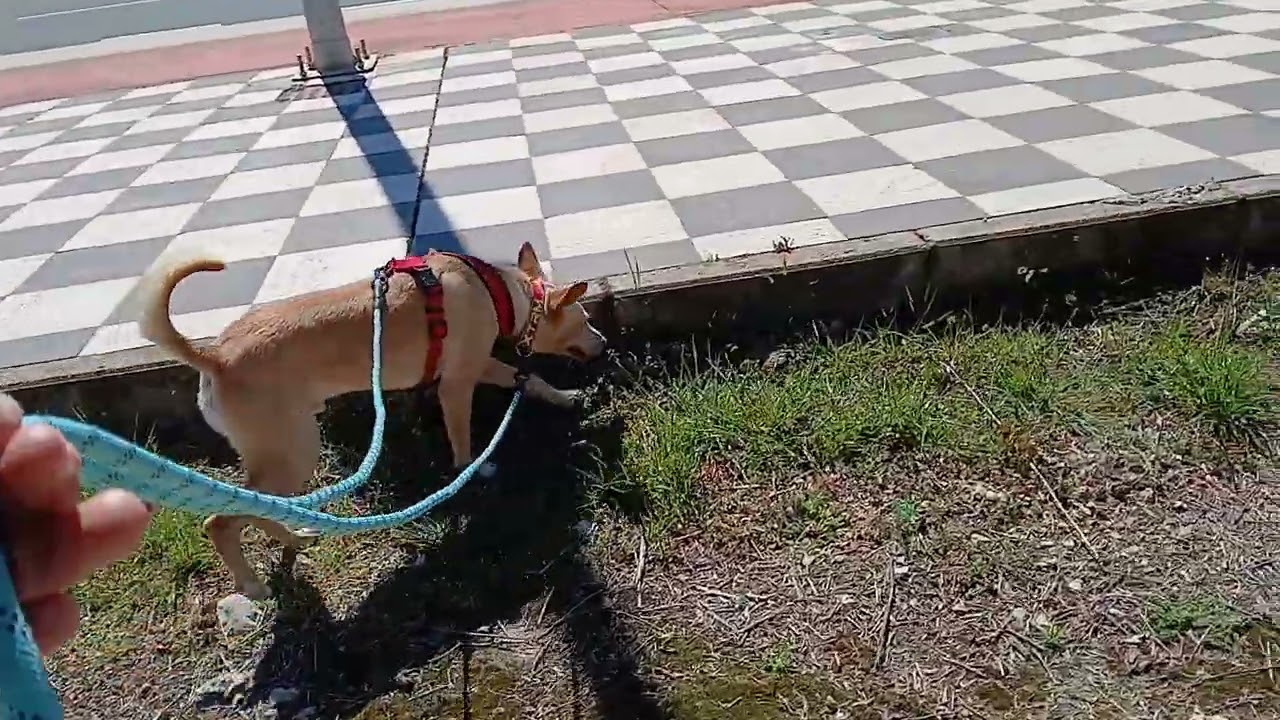 KRISPY - Galgos France