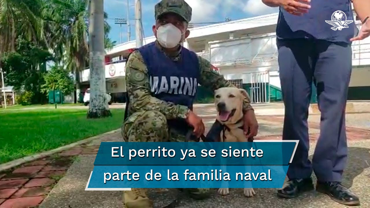 Perrito rescatado por la Marina podría empezar a salvar vidas en un año