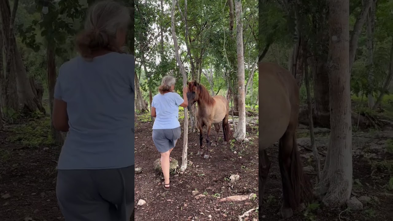 Should horses wear glasses?