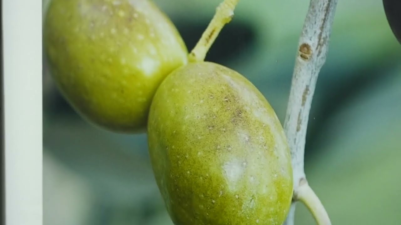 L'olio extravergine biologico: istruzioni per l'uso