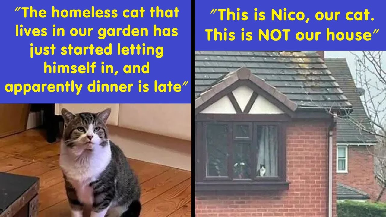 Hilarious Cat Memes to Start the New Year Happy & Smiling 🐱😂