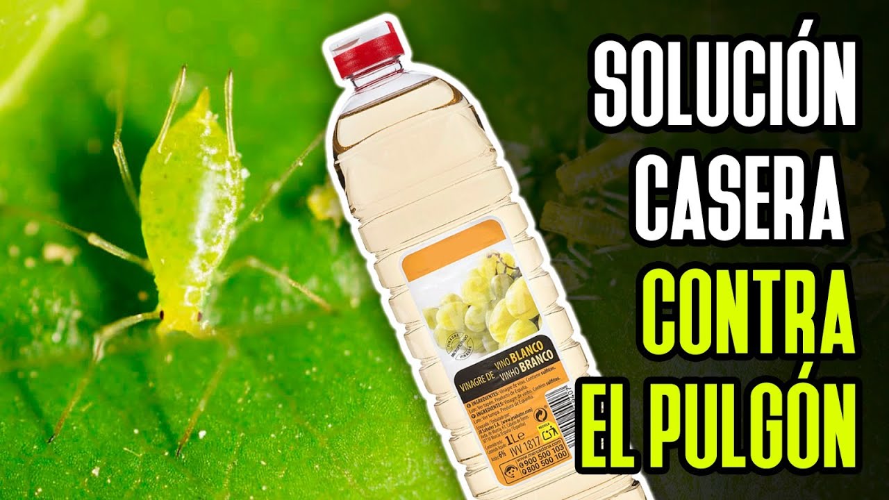 Solución casera contra el PULGÓN