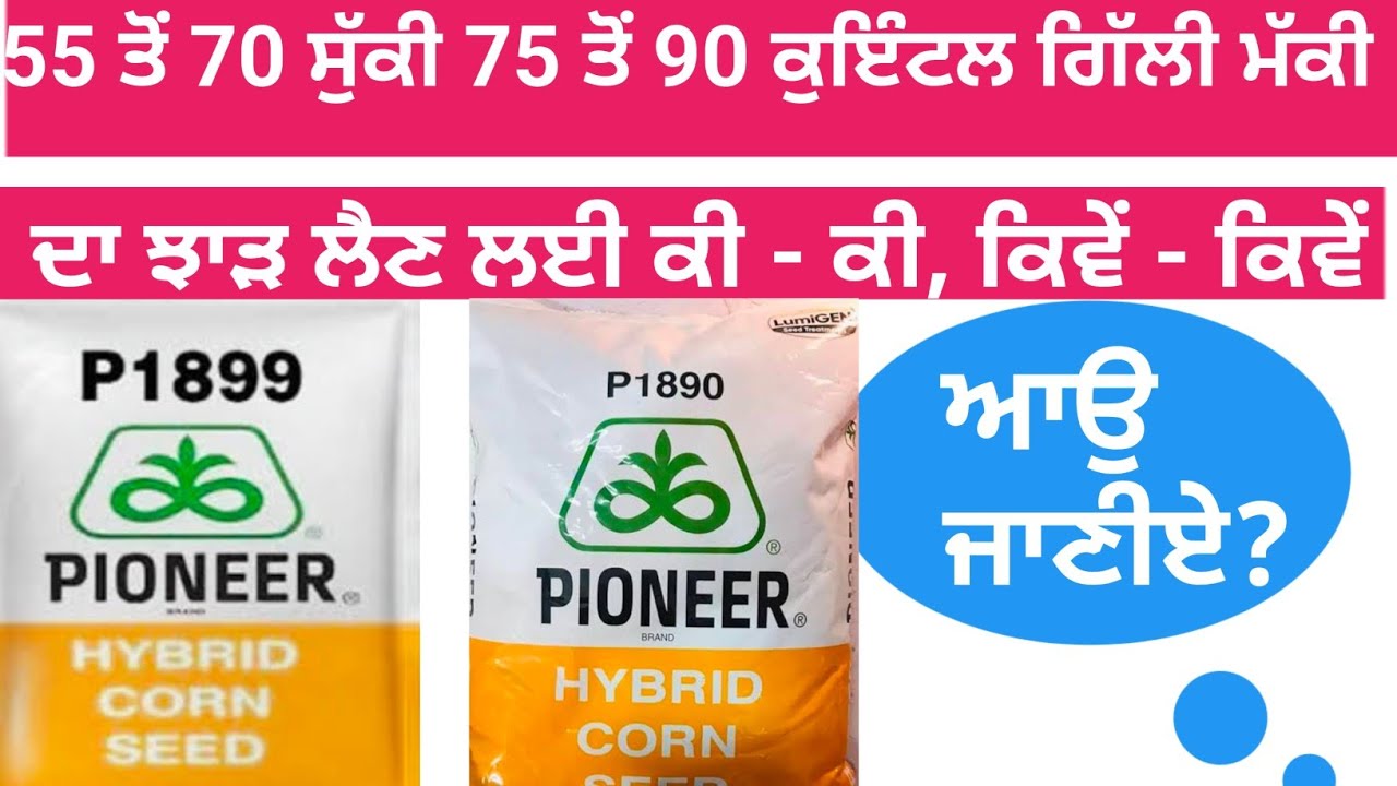 ਮੱਕੀ ਦਾ ਝਾੜ ਵਧਾਉਣ ਲਈ ਕੀ ਕਰੀਏ #farming #agriculture #1844 #1890 #1899 #maize #corn