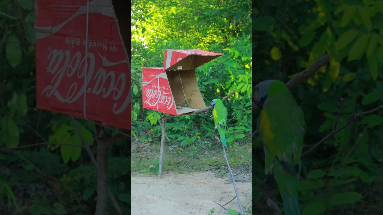 Innovative Unique Parrot Trap Technology #ytshorts #shortvideo #animaltrap