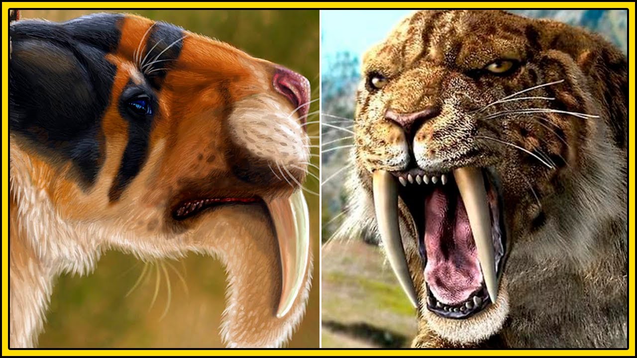 A EVOLUÇÃO dos DENTES DE SABRE