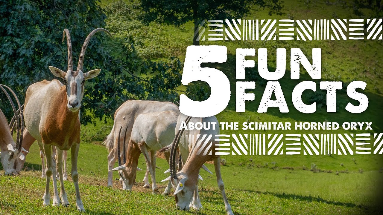 5 Fun Facts about the Scimitar Horned Oryx