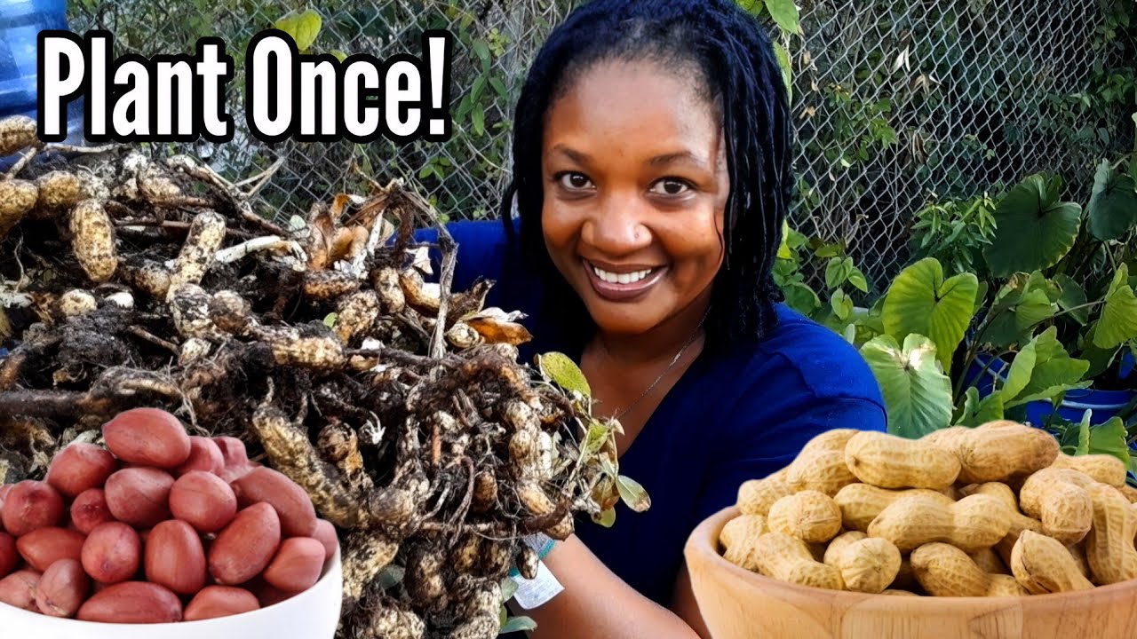 How To PLANT PEANUTS ONCE And Harvest FOREVER! Growing Peanuts Successfully All Year Round!