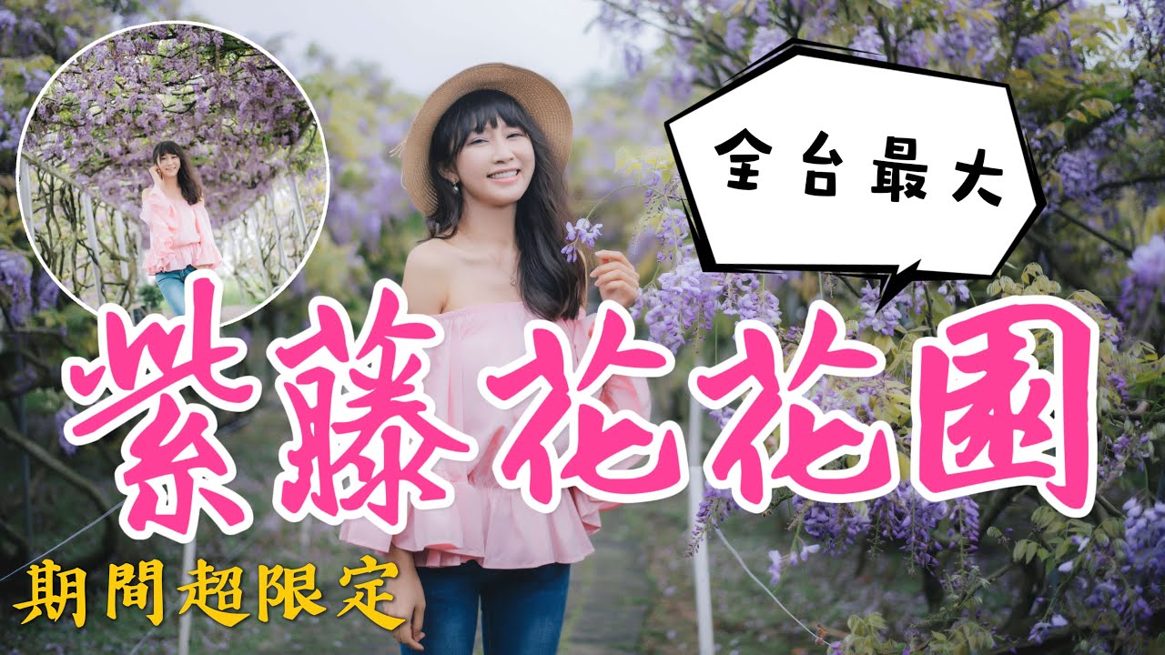 全台最大淡水紫藤花園(紫藤咖啡園)盛開！跟著丁小羽一起走訪這個夢幻的淡水景點！