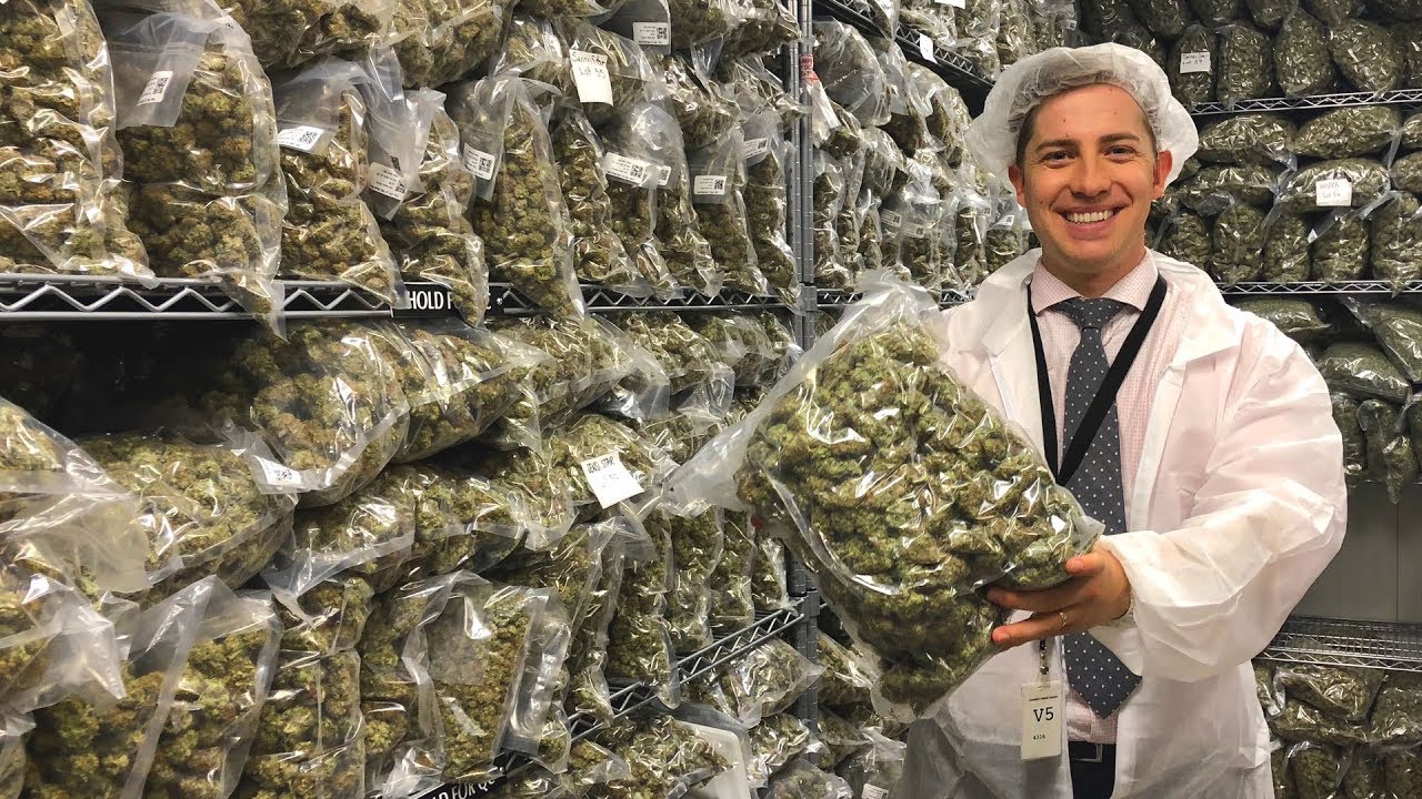 Inside a recreational pot factory in Canada